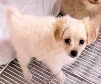 Lexie, a female Maltipom for sale in Northport, AL – 4 of 4