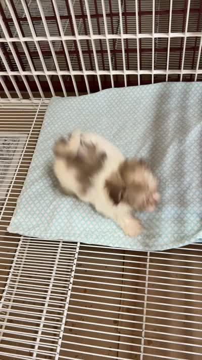 Dixie, a female Maltese and Shih Tzu for sale in Northport, AL – 6 of 6