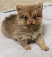 Luna, a female Pomeranian for sale in Northport, AL – 5 of 5