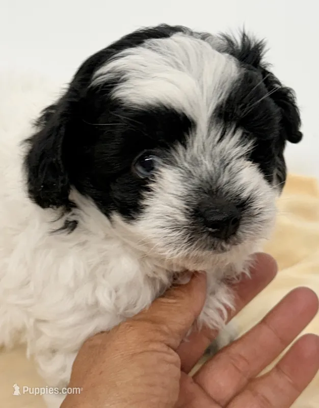 Samson – Shihpoo puppy for sale in Northport, AL