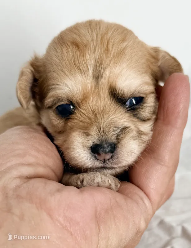 Marley – Yorkipoo puppy for sale in Northport, AL