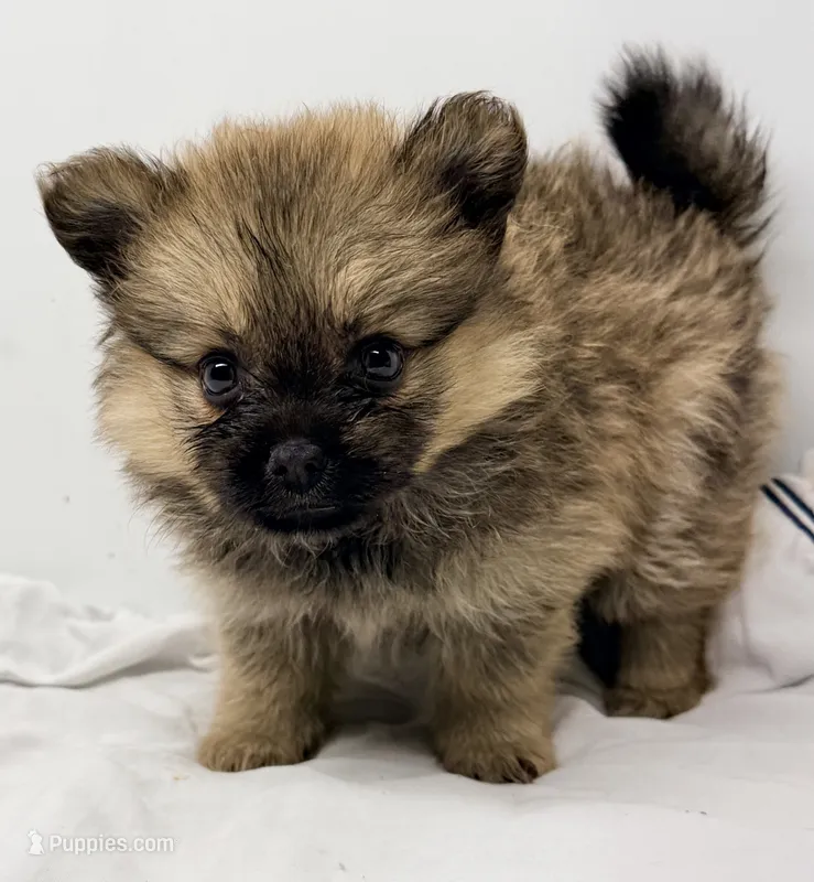 Lola – Pomeranian puppy for sale in Northport, AL