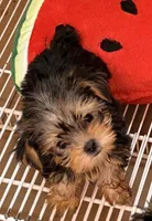 Sasha tcup, a female Yorkshire Terrier for sale in Northport, AL – 3 of 5