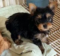 Tucker, a male Yorkshire Terrier for sale in Northport, AL – 5 of 5
