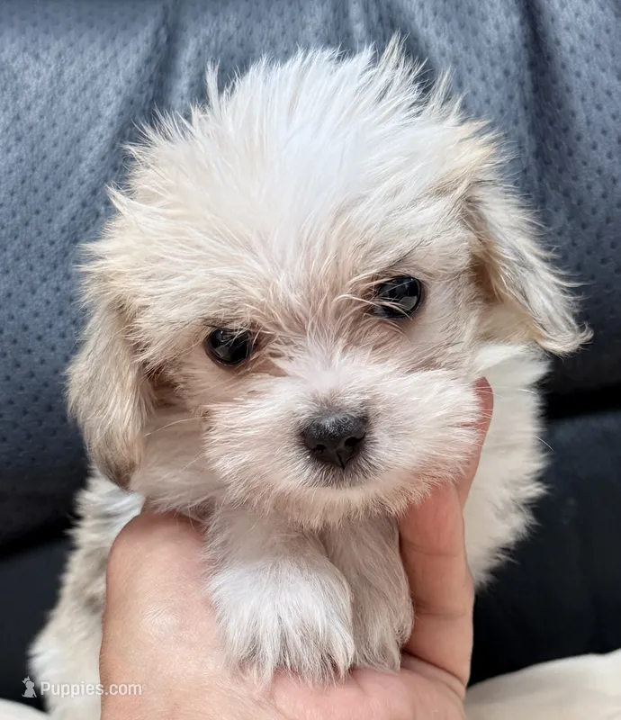 Trixie – Maltipom puppy for sale in Northport, AL