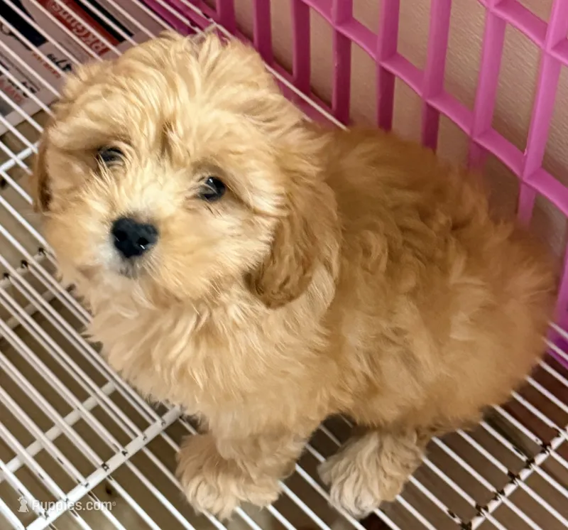 Nate – Maltipoo puppy for sale in Northport, AL