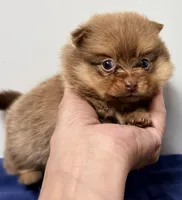 Lexie, a female Pomeranian for sale in Northport, AL – 2 of 3