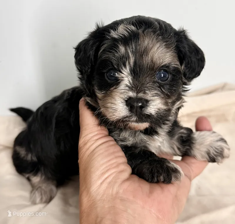 Belle – Yorkipoo puppy for sale in Northport, AL