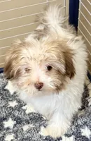 Dixie, a female Mal Shi for sale in Northport, AL – 4 of 4