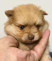 Kash, a male Pomeranian for sale in Northport, AL – 1 of 4