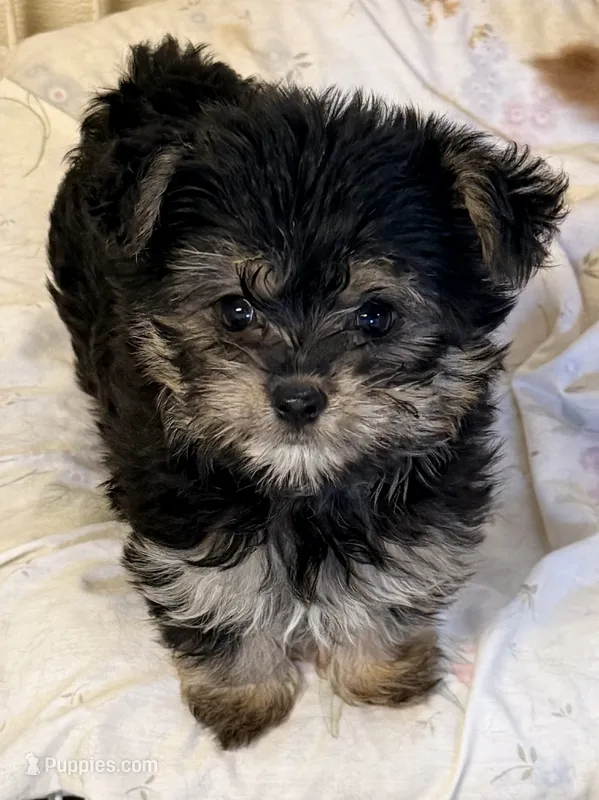 Emma – Maltipom puppy for sale in Northport, AL
