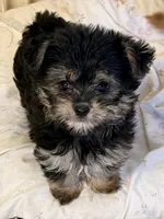 Emma, a female Maltipom for sale in Northport, AL – 1 of 3