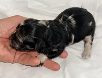 Belle, a female Yorkipoo for sale in Northport, AL – 2 of 4