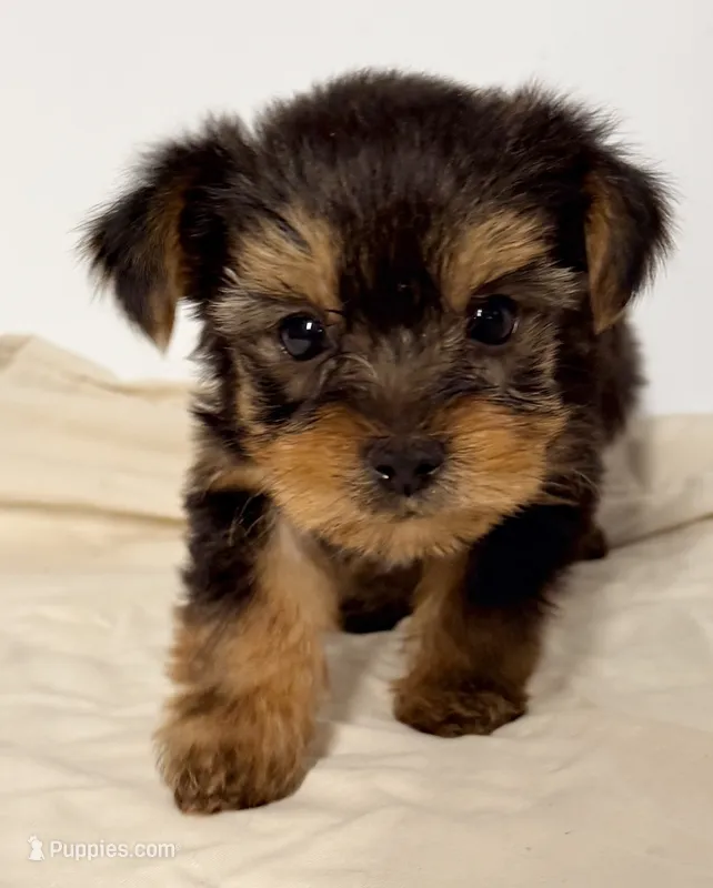 Josie – Yorkshire Terrier puppy for sale in Northport, AL
