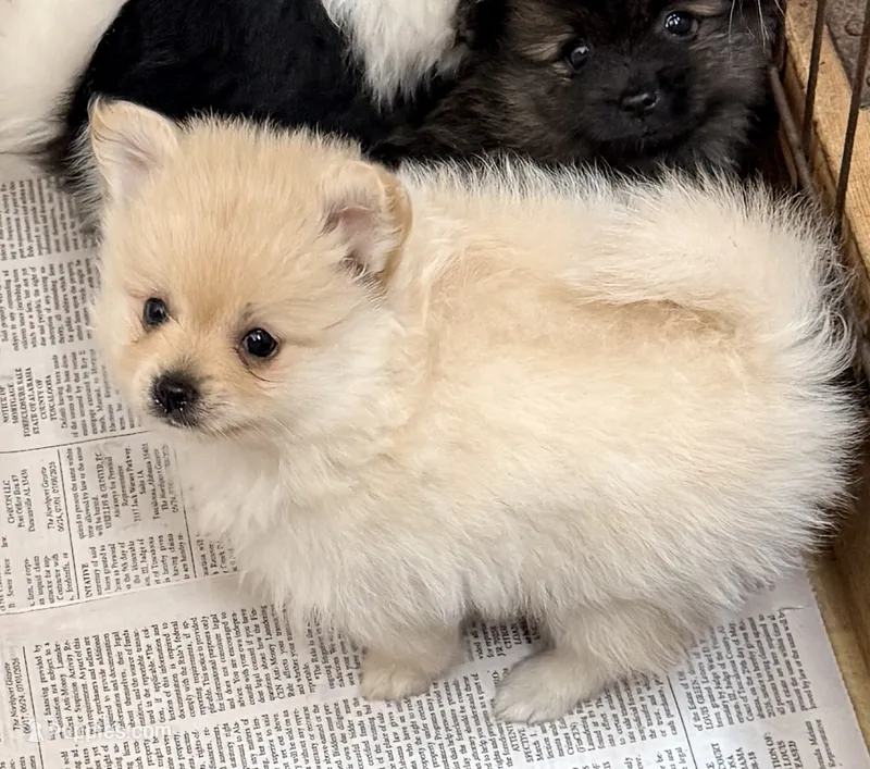 Delilah – Pomchi puppy for sale in Northport, AL