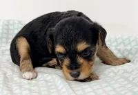Jasmine, a female Yorkipoo for sale in Northport, AL – 2 of 4