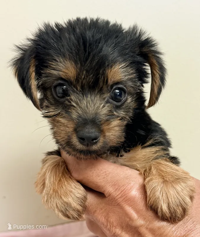 Grace – Yorkshire Terrier puppy for sale in Northport, AL
