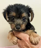 Grace, a female Yorkshire Terrier for sale in Northport, AL – 1 of 2