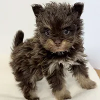 Riley, a male Pomapoo for sale in Northport, AL – Photo 5 of 6