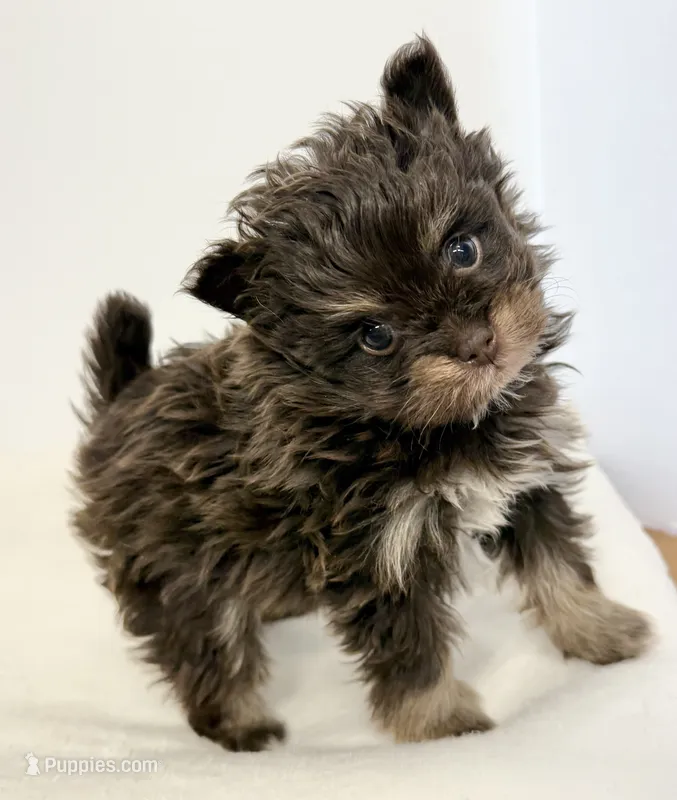 Riley – Pomapoo puppy on hold in Northport, AL