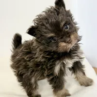 Riley, a male Pomapoo for sale in Northport, AL – Photo 1 of 6