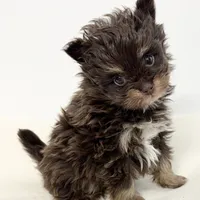 Riley, a male Pomapoo for sale in Northport, AL – Photo 2 of 6