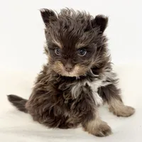 Riley, a male Pomapoo for sale in Northport, AL – Photo 4 of 6