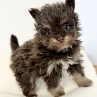 Riley, a male Pomapoo for sale in Northport, AL – Photo 3 of 6