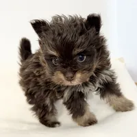 Riley, a male Pomapoo for sale in Northport, AL – Photo 6 of 6