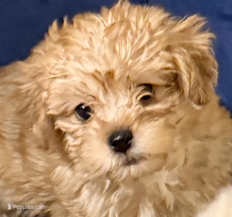 Jacob – Maltipoo puppy for sale in Northport, AL