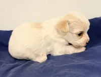 Blake, a male Maltipoo for sale in Northport, AL – 4 of 4