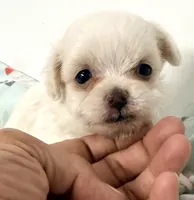 Cotton, a male Mal Shi for sale in Northport, AL – 2 of 3
