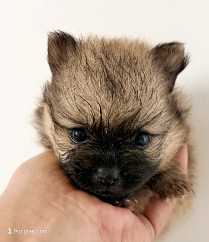 Chloe – Pomeranian puppy for sale in Northport, AL