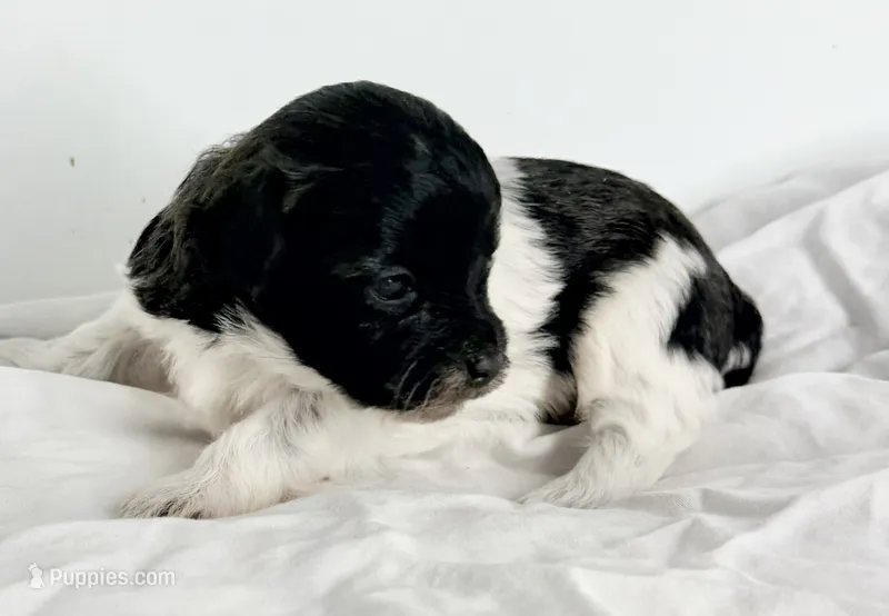 Lexus – Maltipoo puppy for sale in Northport, AL