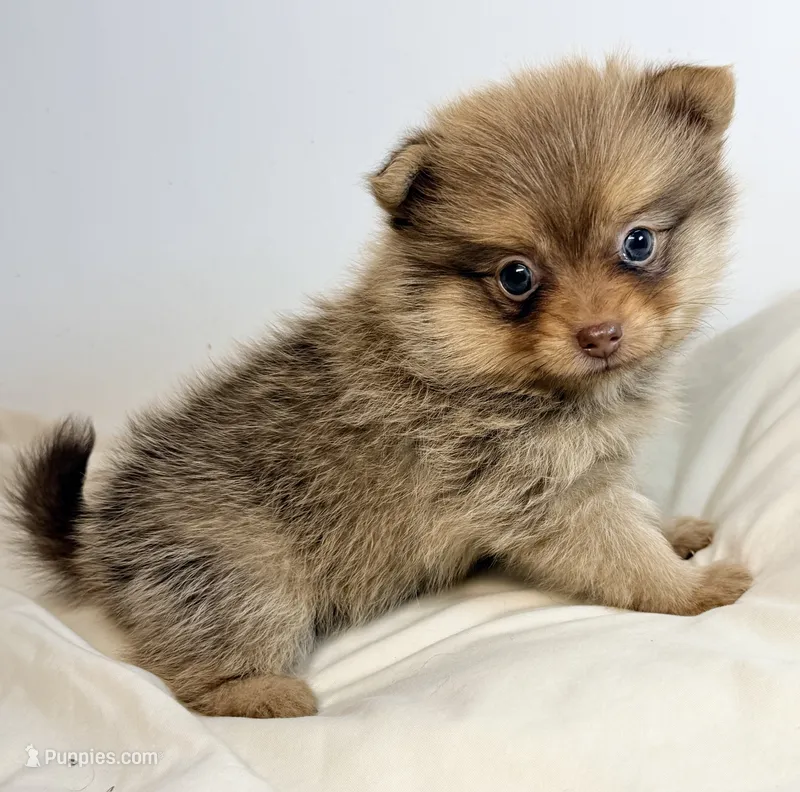 Lacie – Pomeranian puppy for sale in Northport, AL