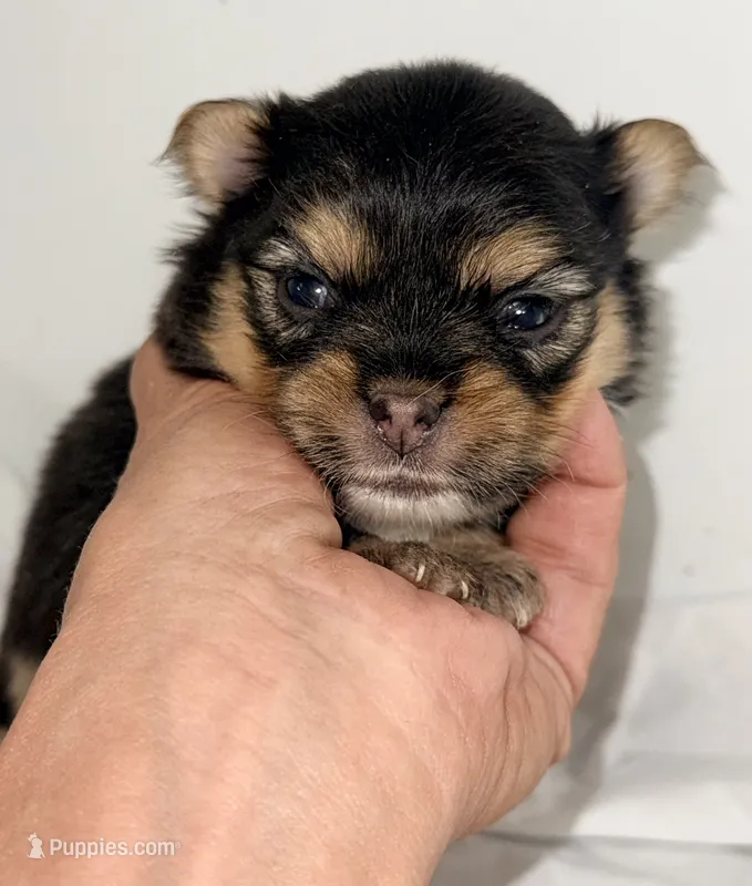 Dixie – Pomeranian, Yorkshire Terrier puppy for sale in Northport, AL