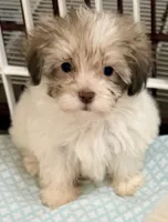 Dixie, a female Maltese and Shih Tzu for sale in Northport, AL – 5 of 6