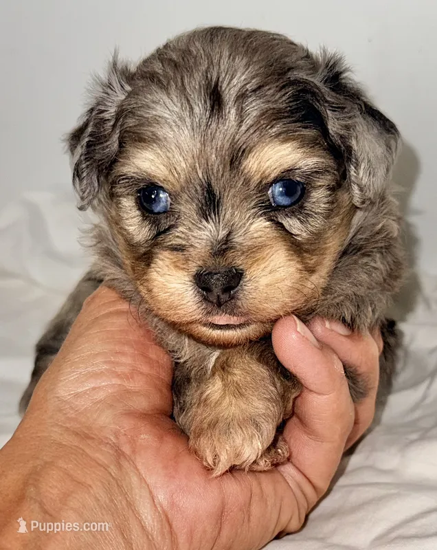 Parker – Shiranian puppy for sale in Northport, AL
