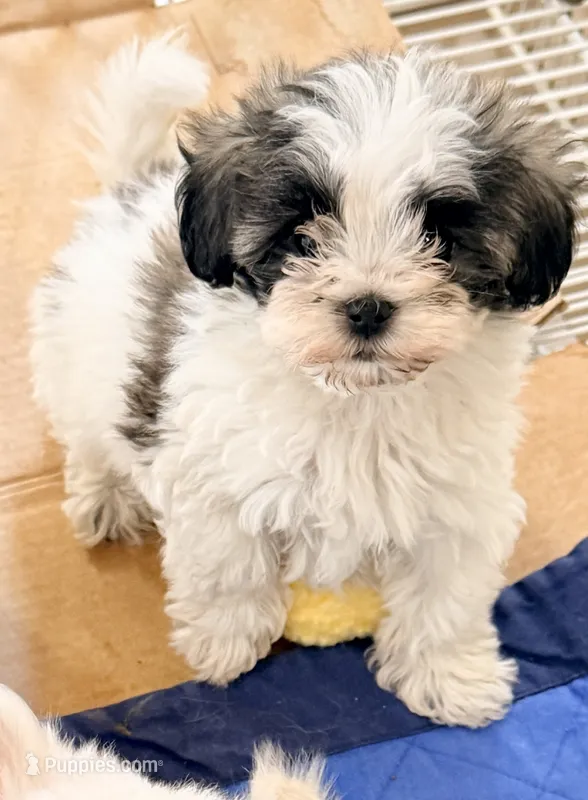 Sasha – Maltipom puppy for sale in Northport, AL