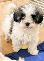 Sasha, a female Maltipom for sale in Northport, AL – 1 of 3