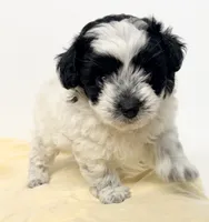 Jackson, a male Shihpoo for sale in Northport, AL – 6 of 6