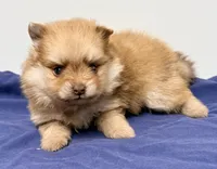 Kash, a male Pomeranian for sale in Northport, AL – 3 of 4