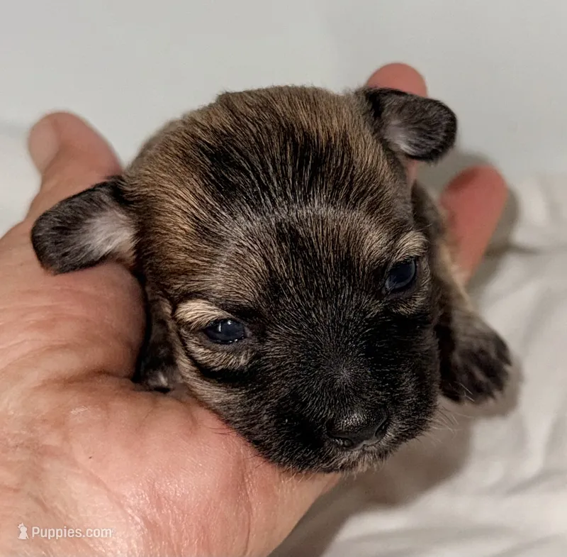 Carmen – Maltipoo puppy for sale in Northport, AL