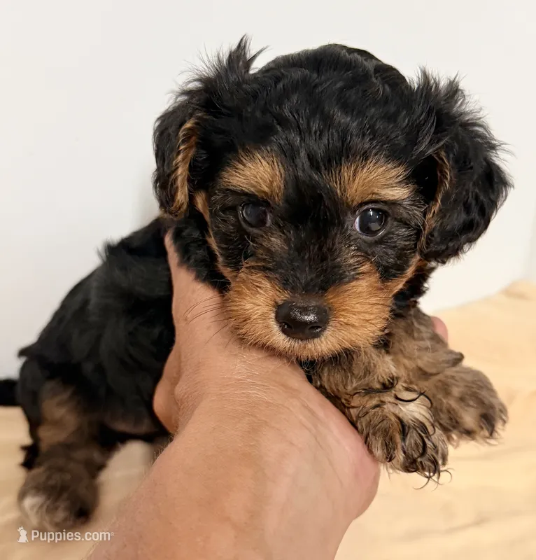 Emma – Yorkipoo puppy for sale in Northport, AL