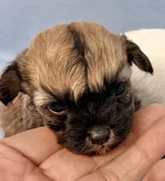 Dixie, a female Maltipoo for sale in Northport, AL – Photo 1 of 3