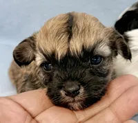 Dixie, a female Maltipoo for sale in Northport, AL – Photo 2 of 3