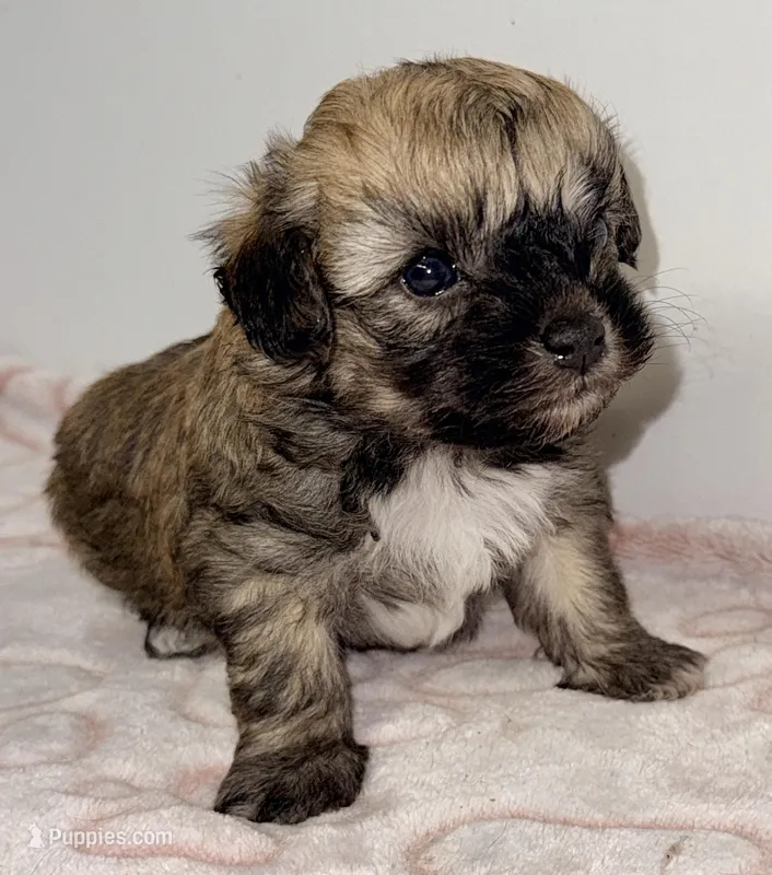 Dixie – Maltipoo puppy for sale in Northport, AL
