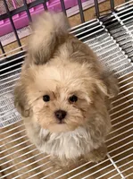 Brody, a male Maltipom for sale in Northport, AL – 3 of 4