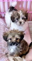 Travis, a male Mal Shi for sale in Northport, AL – 5 of 6