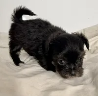 Prissy, a female Shiranian for sale in Northport, AL – 3 of 4